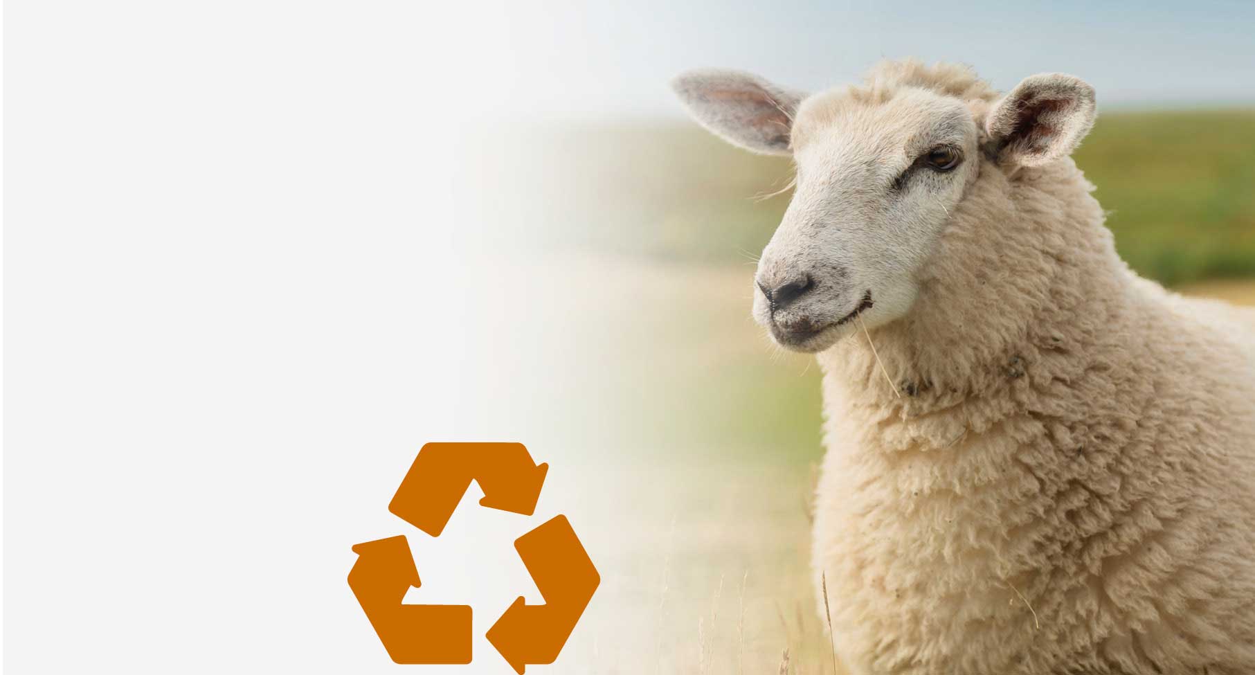 Ökologisch & Gesund

Warum ist dämmen mit
Schafwolle gesund
und nachhaltig?